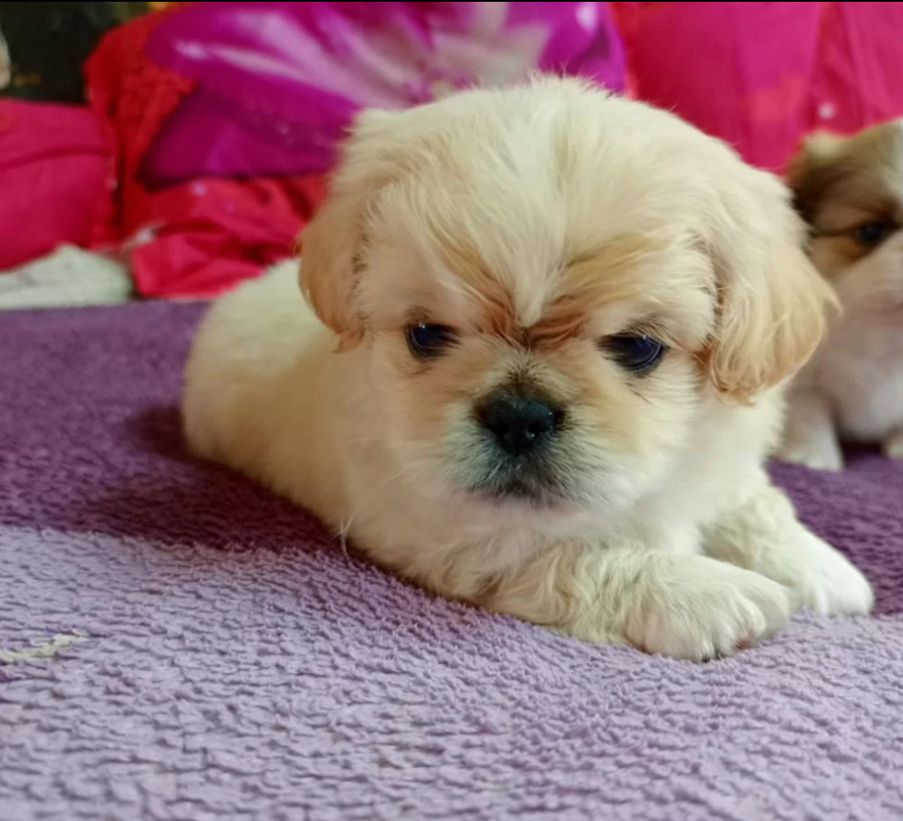 Female Pekingese Puppy for Sale San Antonio, TX