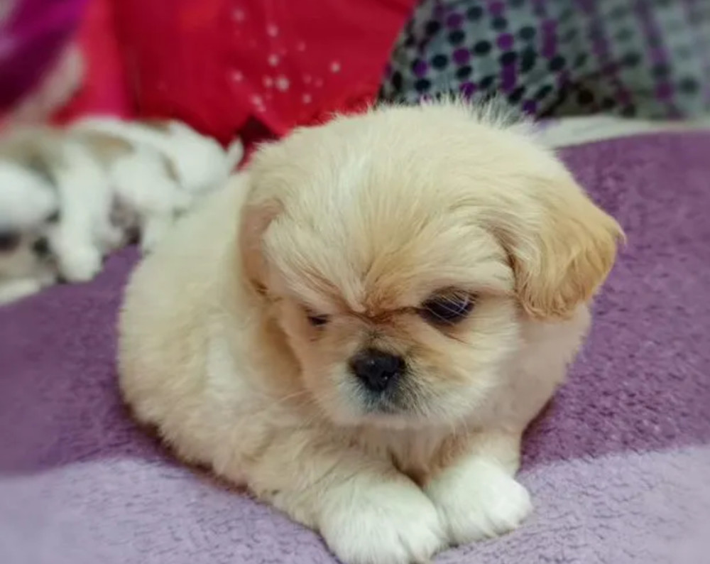 Female Pekingese Puppy for Sale San Antonio, TX
