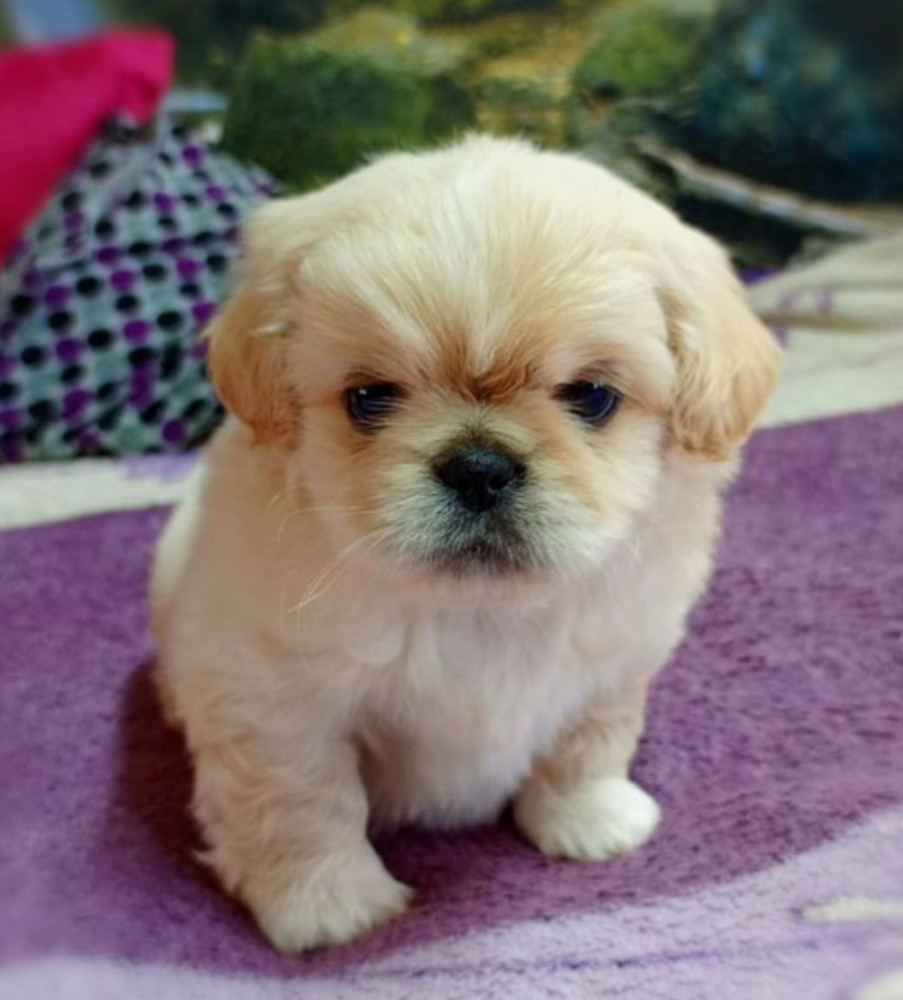 Female Pekingese Puppy for Sale San Antonio, TX