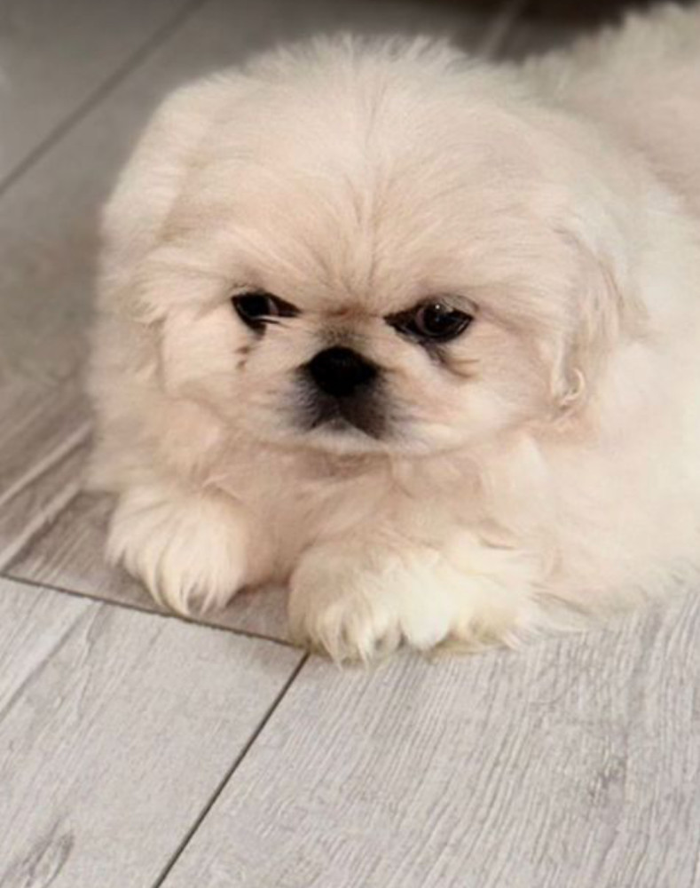 Male Pekingese Puppy for Sale Chicago, IL