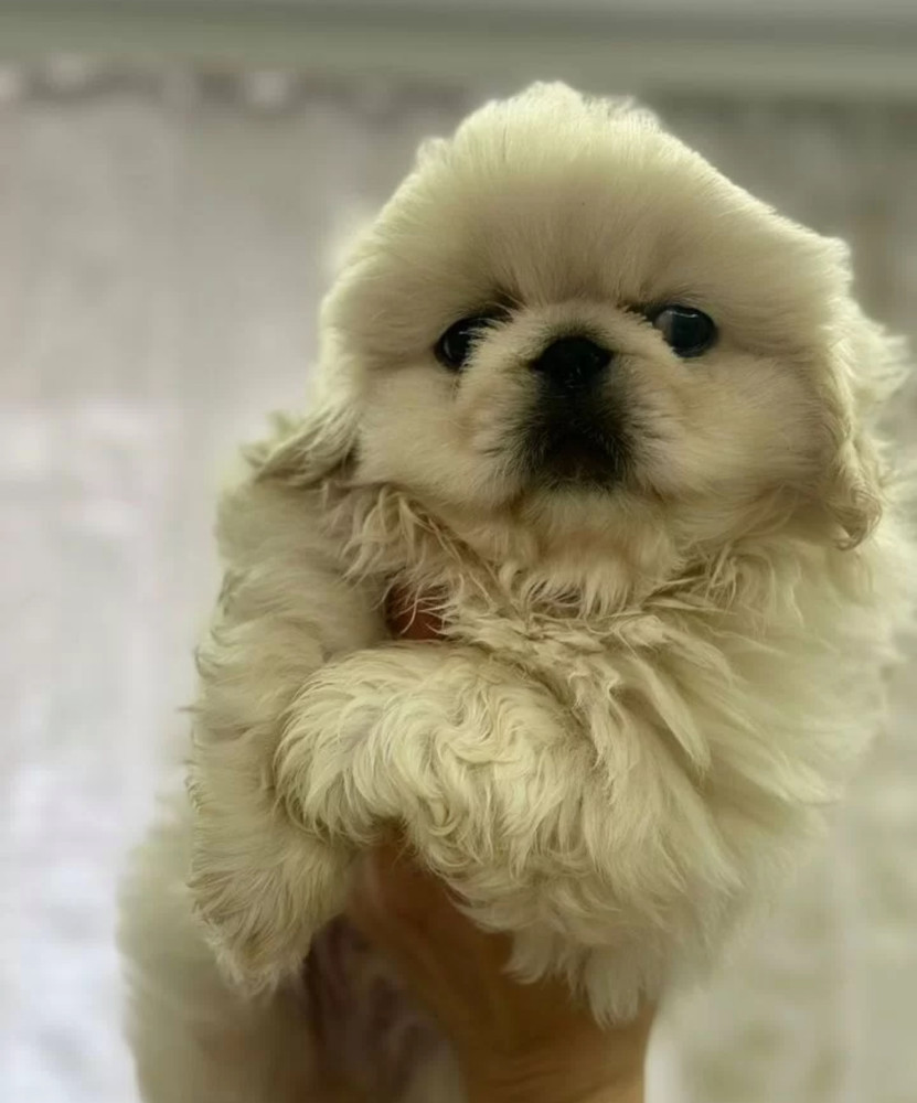 Male Pekingese Puppy for Sale Chicago, IL