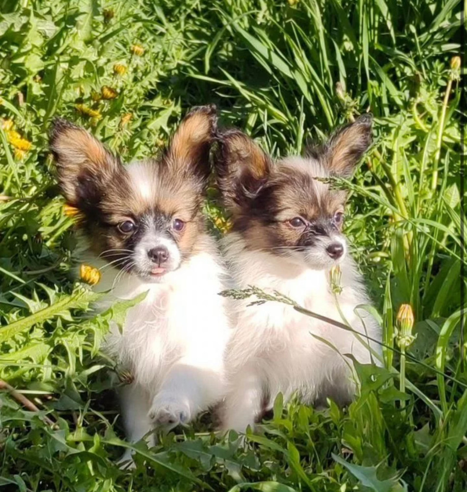Papillon Puppies for Sale from a Breeder Denver, CO
