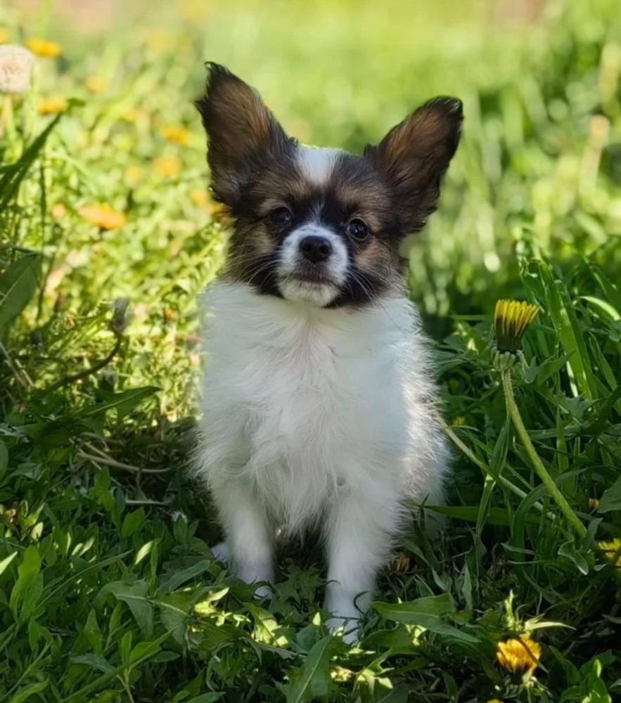 Papillon Puppies for Sale from a Breeder Denver, CO