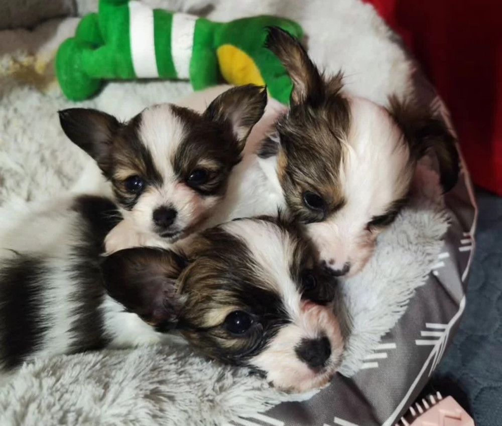Papillon Puppies for Sale 2 Boys and 1 Girl San Jose, CA