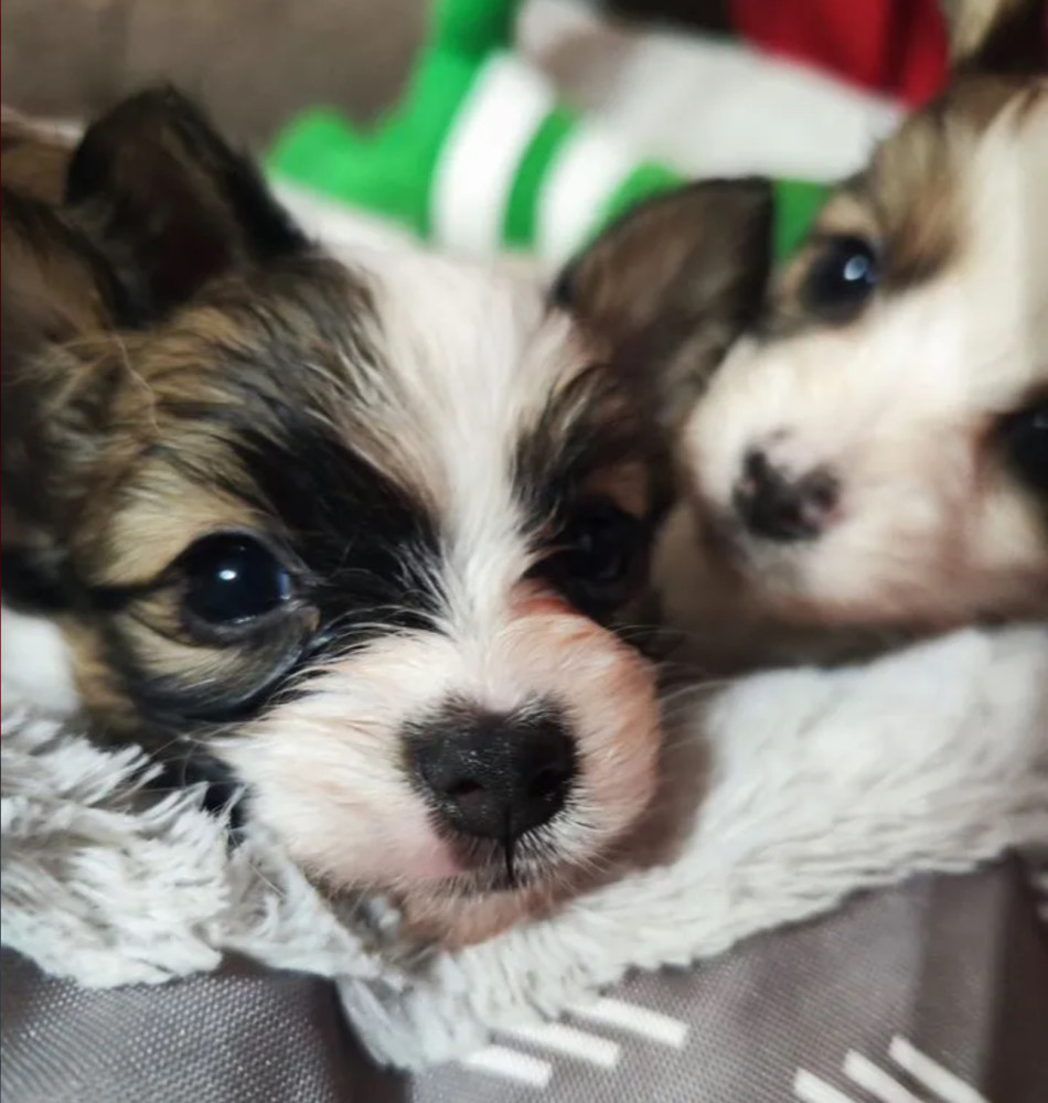 Papillon Puppies for Sale 2 Boys and 1 Girl San Jose, CA
