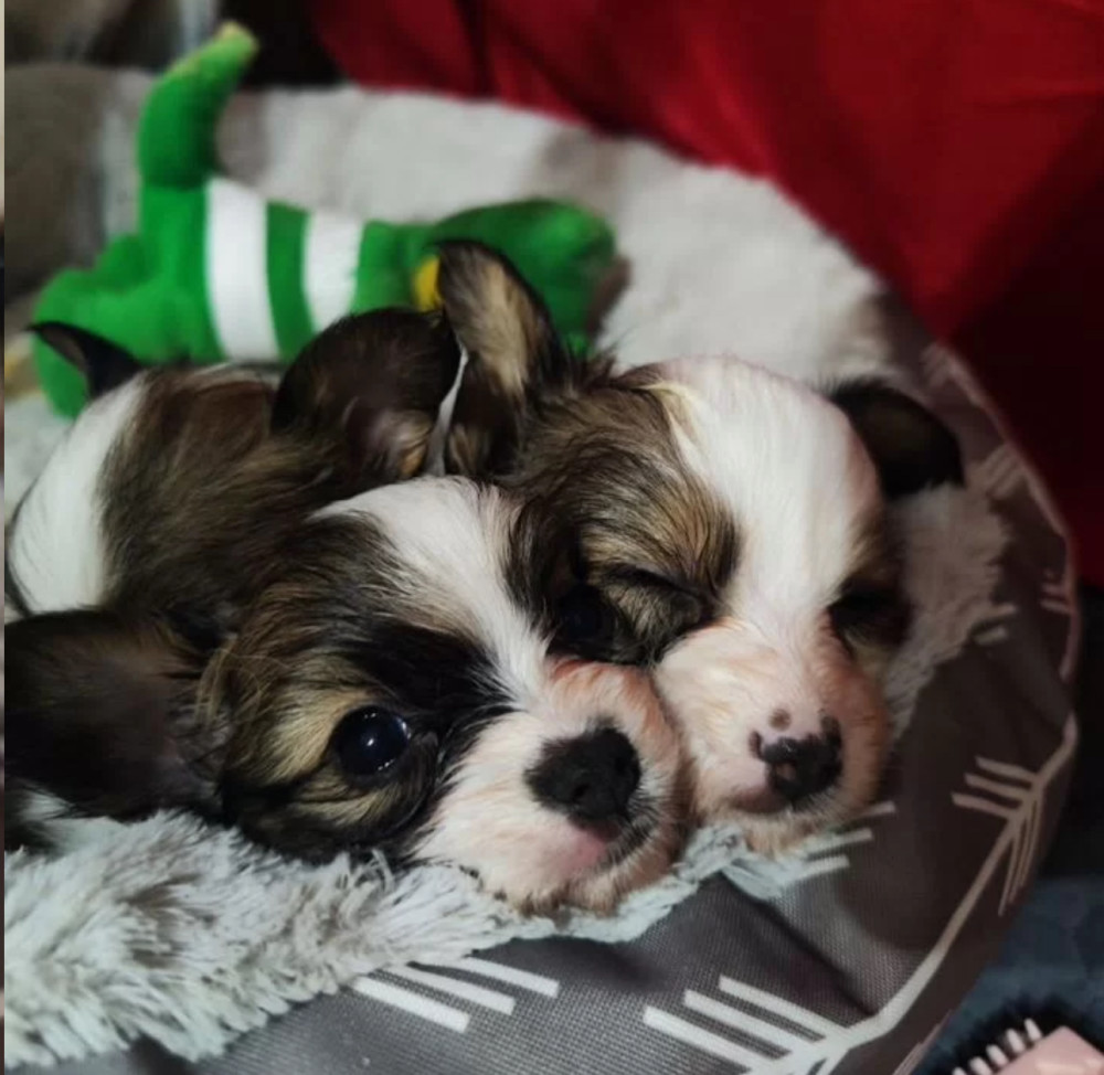 Papillon Puppies for Sale 2 Boys and 1 Girl San Jose, CA
