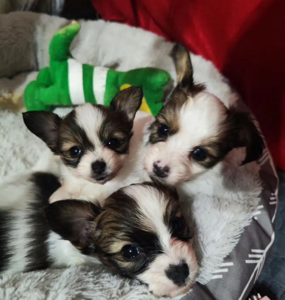 Papillon Puppies for Sale 2 Boys and 1 Girl San Jose, CA