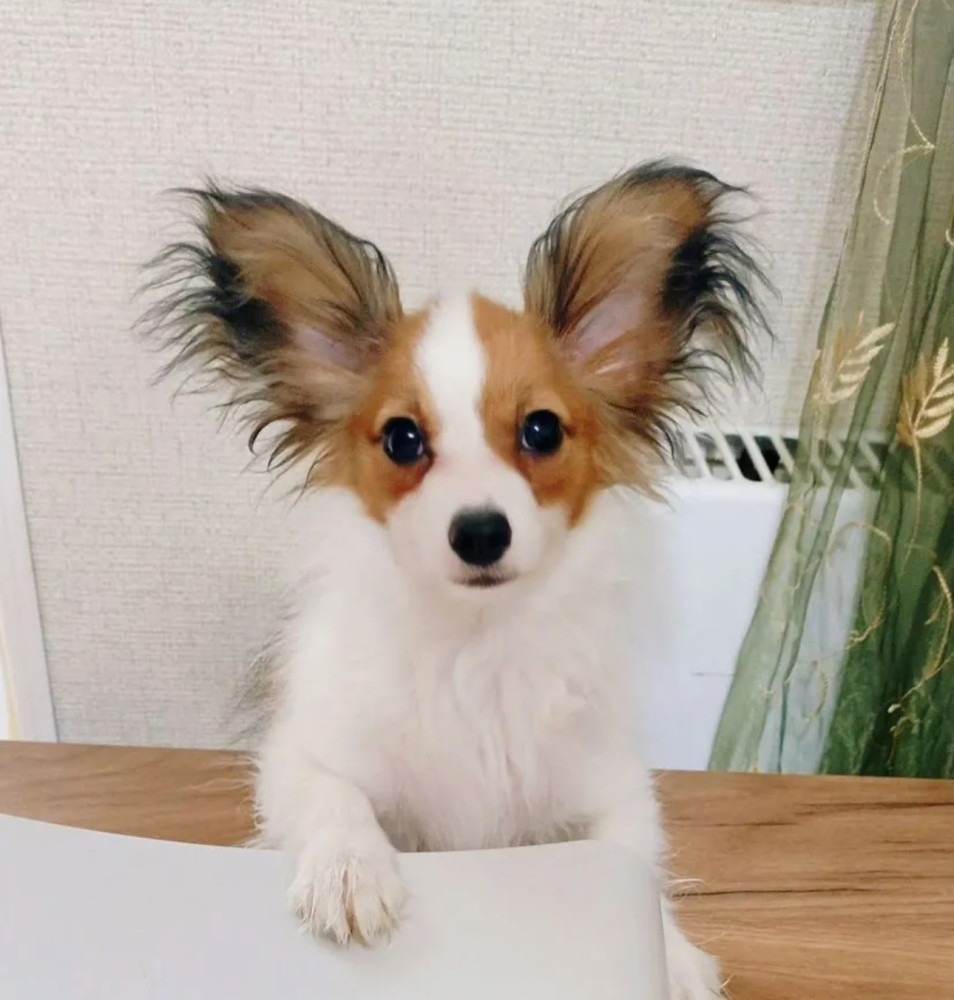 Female Papillon Puppy for Sale 12 Weeks Old Fort Worth, TX