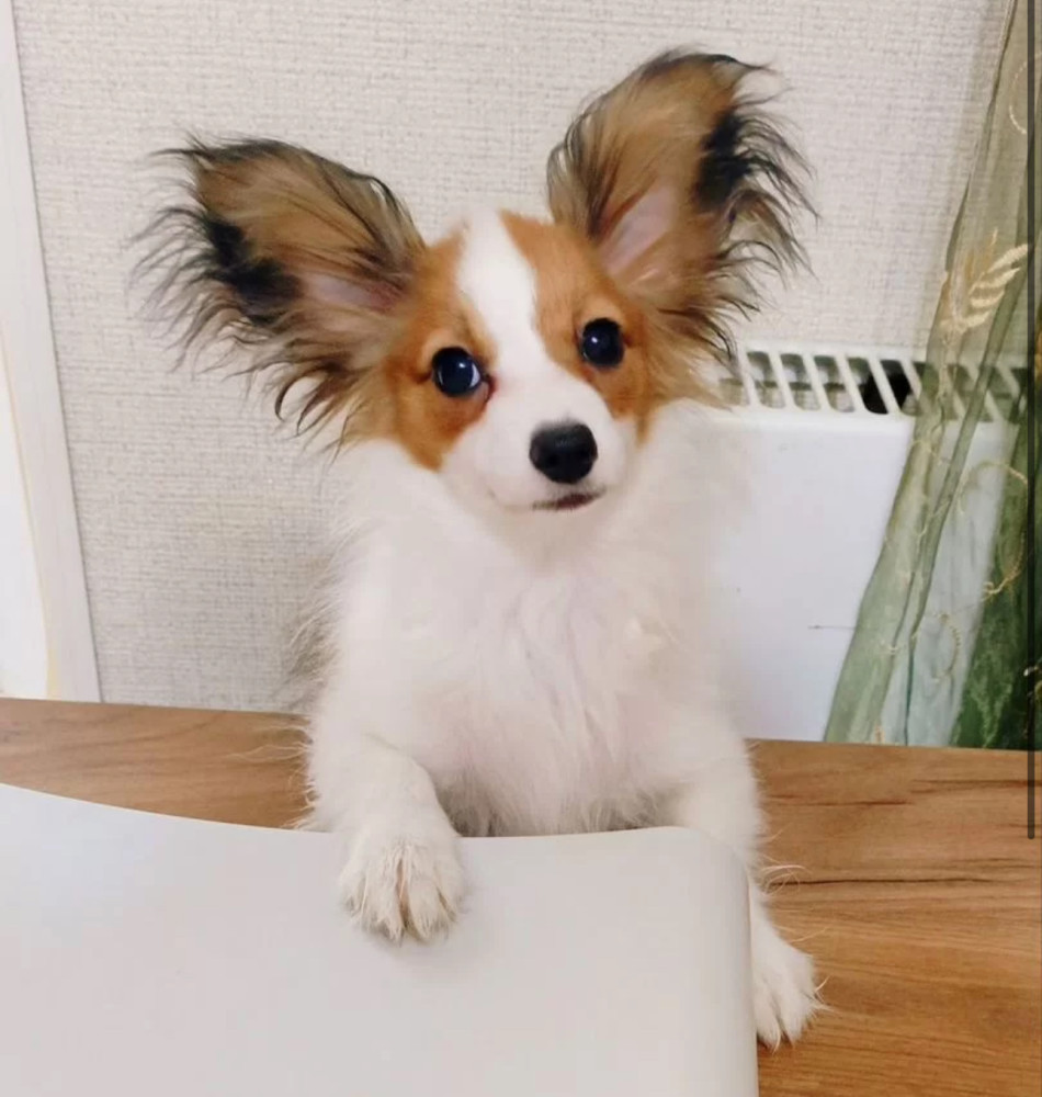 Female Papillon Puppy for Sale 12 Weeks Old Fort Worth, TX