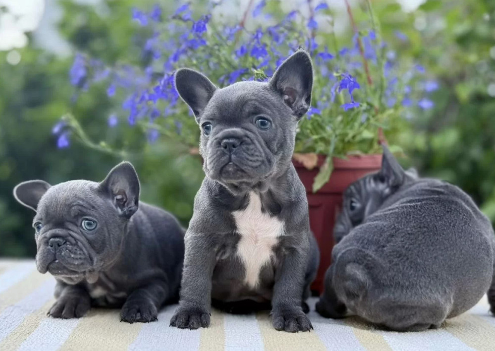 Papillon Puppies for Sale from a Breeder Denver, CO