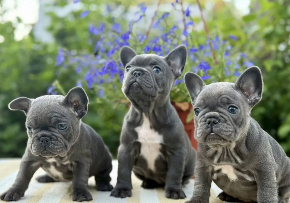 Papillon Puppies for Sale from a Breeder Denver, CO