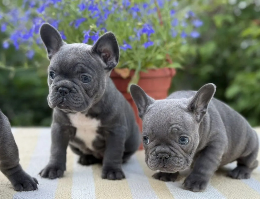 Papillon Puppies for Sale from a Breeder Denver, CO