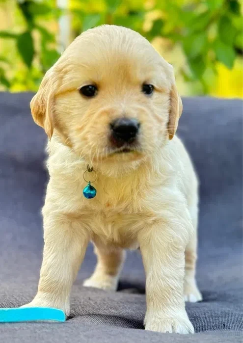 Puppies Golden Retriever