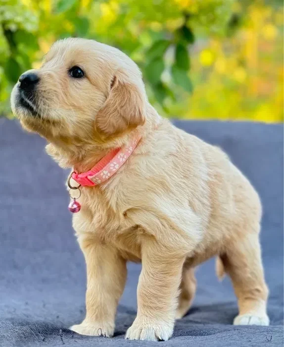 Puppies Golden Retriever