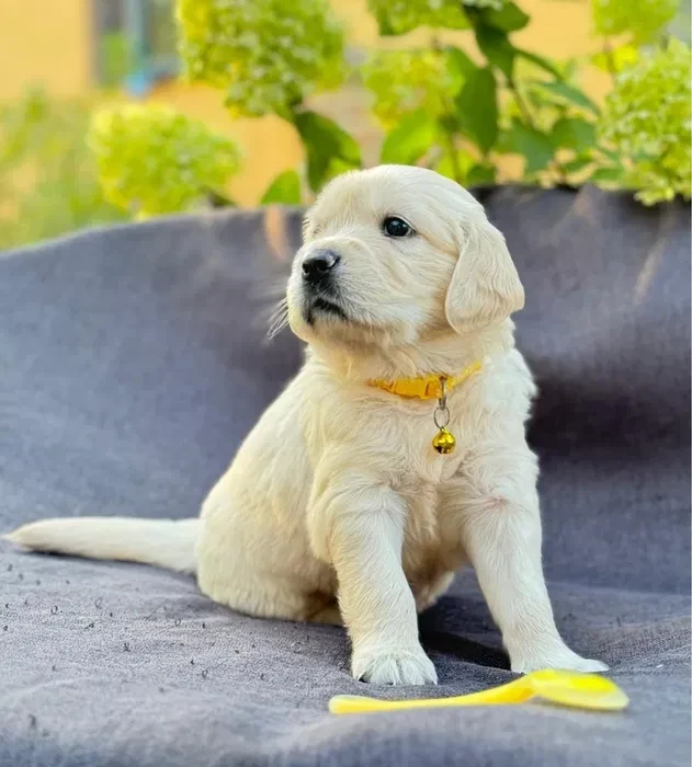 Puppies Golden Retriever