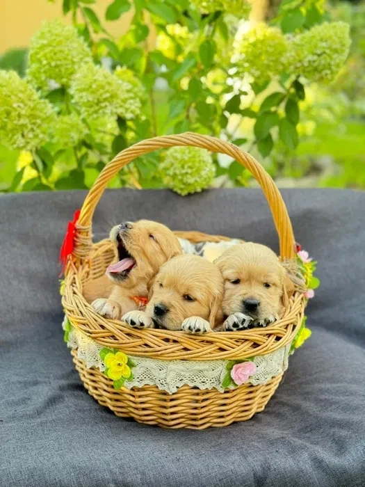 Puppies Golden Retriever