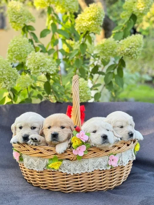 Puppies Golden Retriever