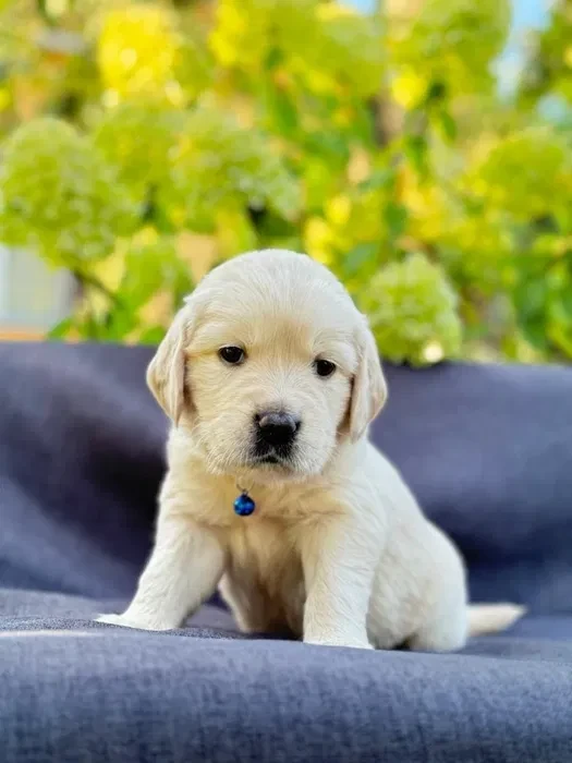 Puppies Golden Retriever