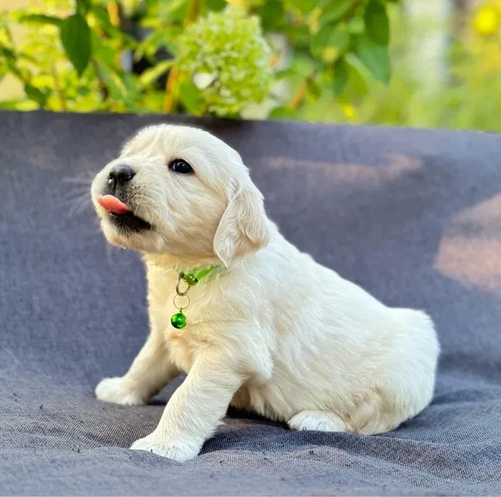 Puppies Golden Retriever