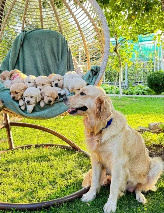 Puppies Golden Retriever