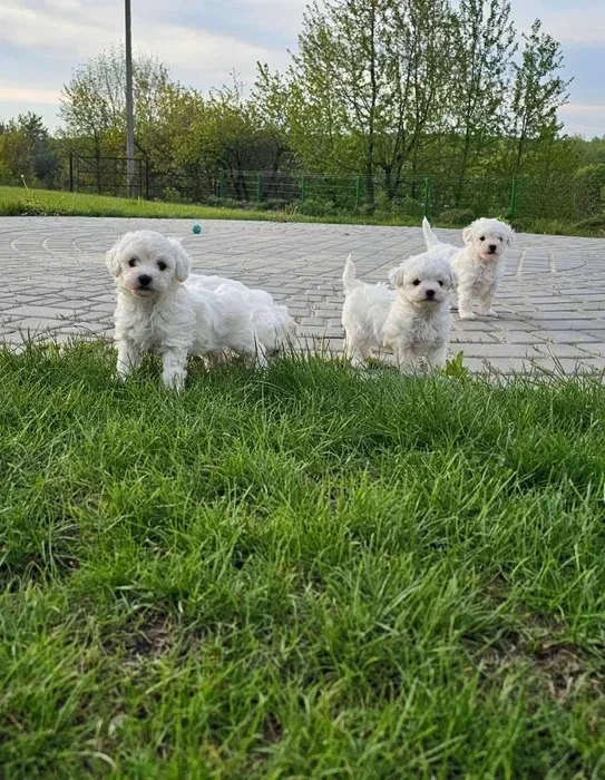 Adorable Bichon Frise Puppies for Sale