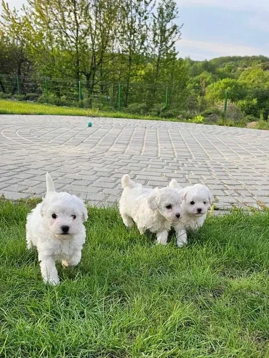 Adorable Bichon Frise Puppies for Sale