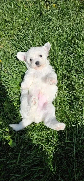 Adorable Bichon Frise Puppies for Sale