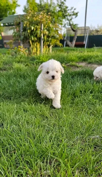 Adorable Bichon Frise Puppies for Sale