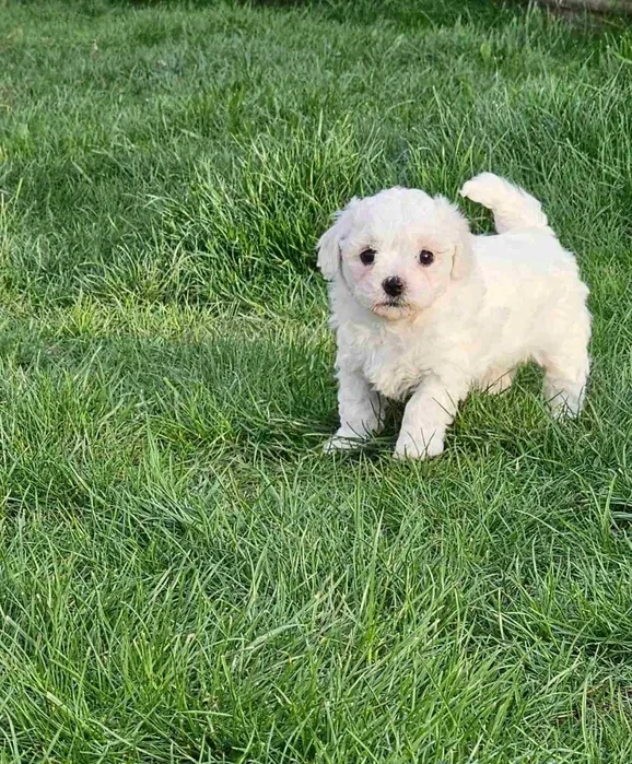 Adorable Bichon Frise Puppies for Sale