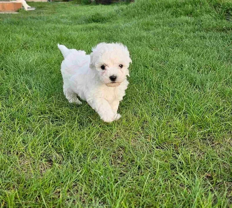 Adorable Bichon Frise Puppies for Sale