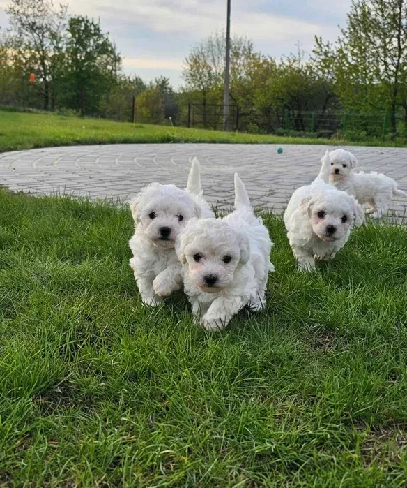 Adorable Bichon Frise Puppies for Sale