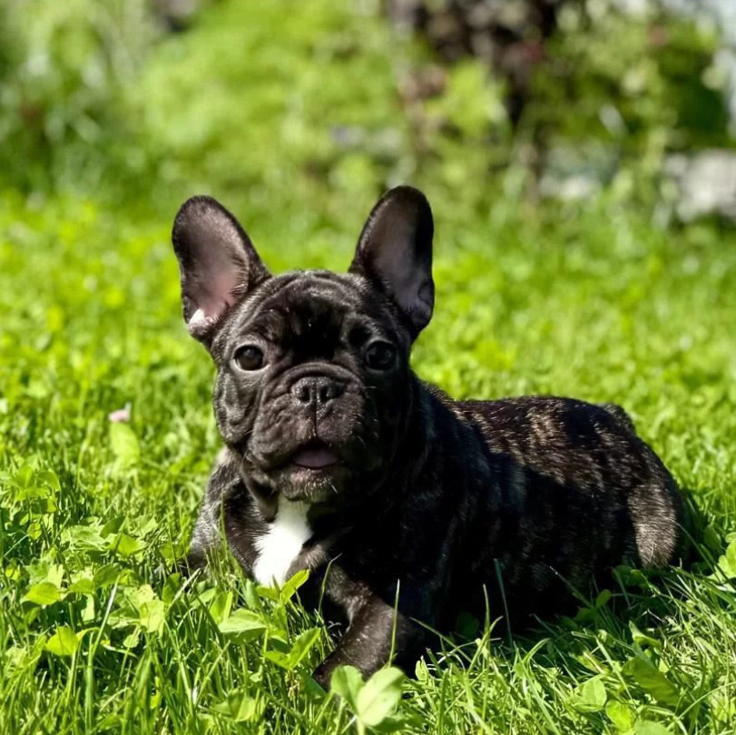 Papillon Puppies for Sale 2 Boys and 1 Girl San Jose, CA