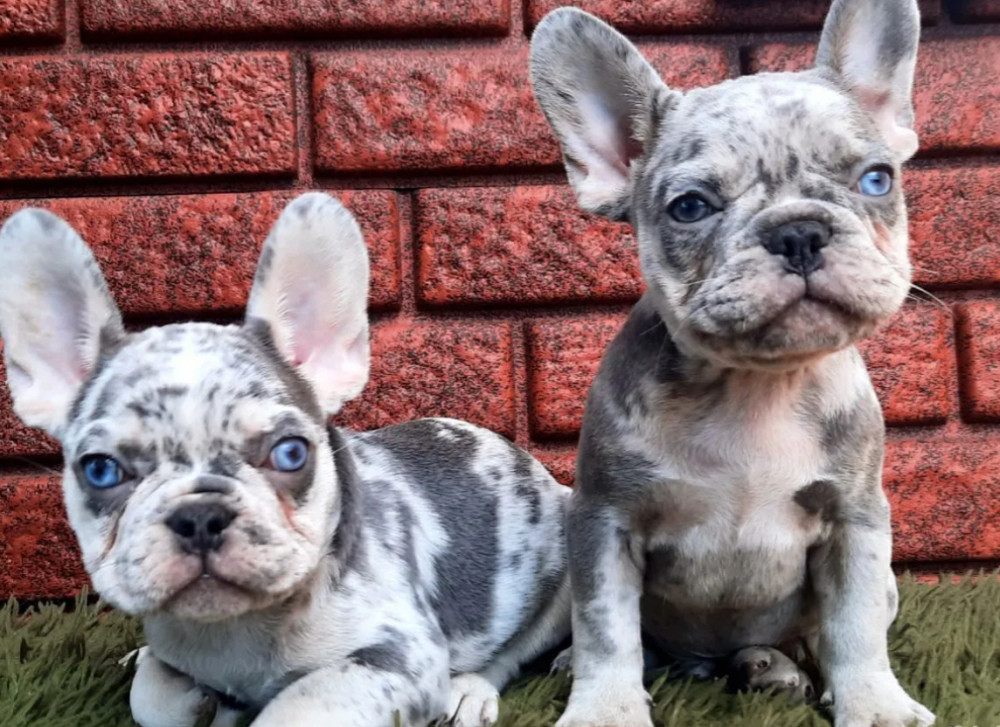 Female Papillon Puppy for Sale 12 Weeks Old Fort Worth, TX