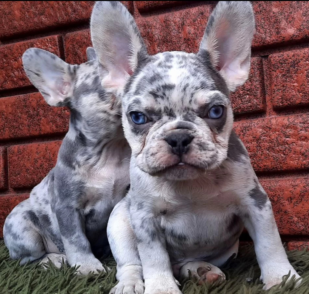Female Papillon Puppy for Sale 12 Weeks Old Fort Worth, TX