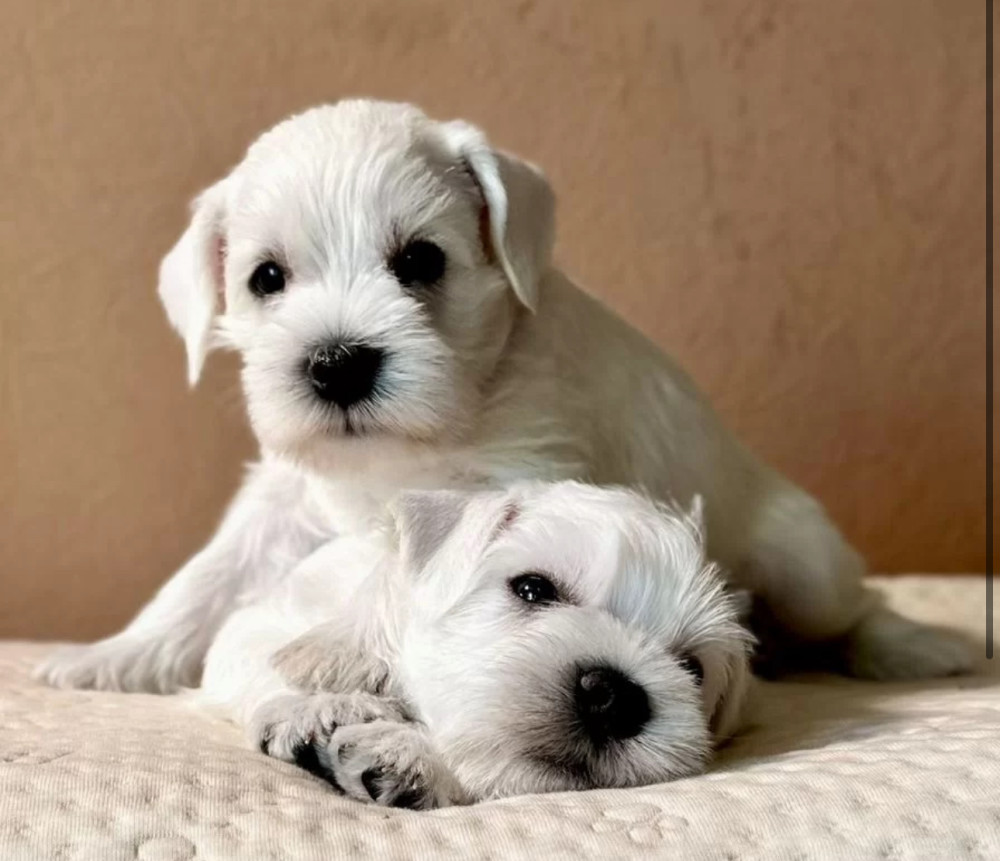Miniature Schnauzer Puppies Looking for a Home Queens, NY