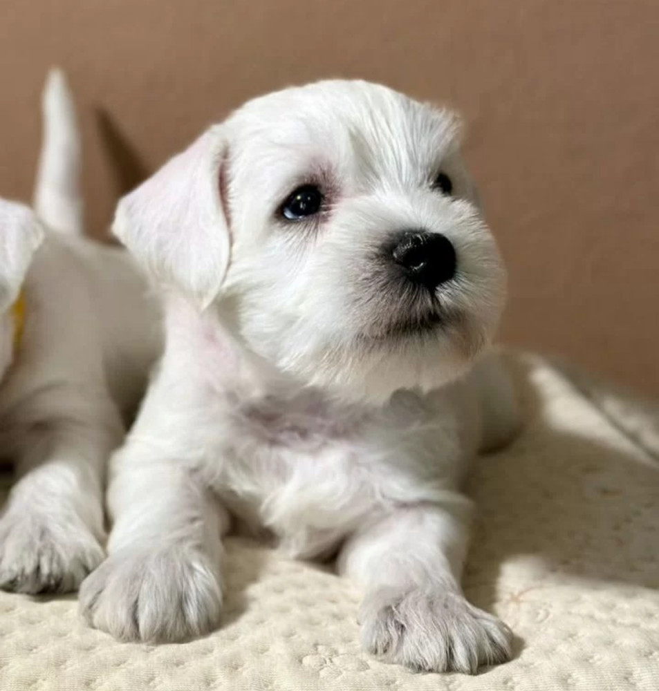 Miniature Schnauzer Puppies Looking for a Home Queens, NY