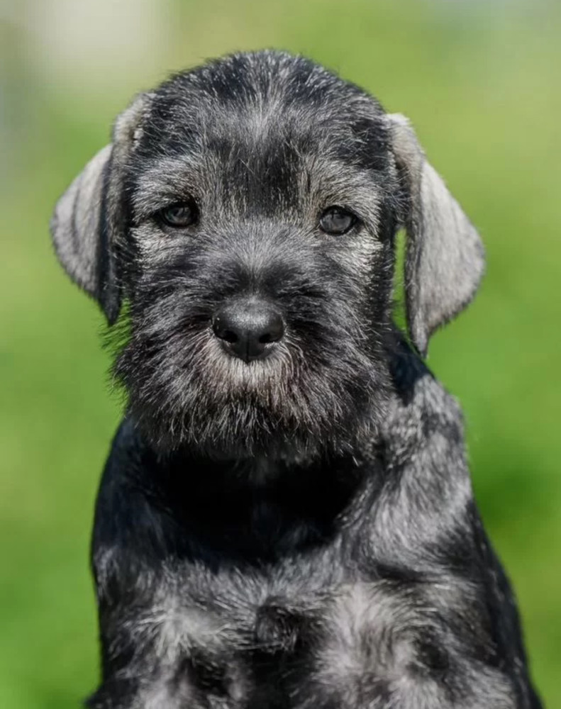 Mini Schnauzer Girl Puppy Looking for a Family Chicago, IL