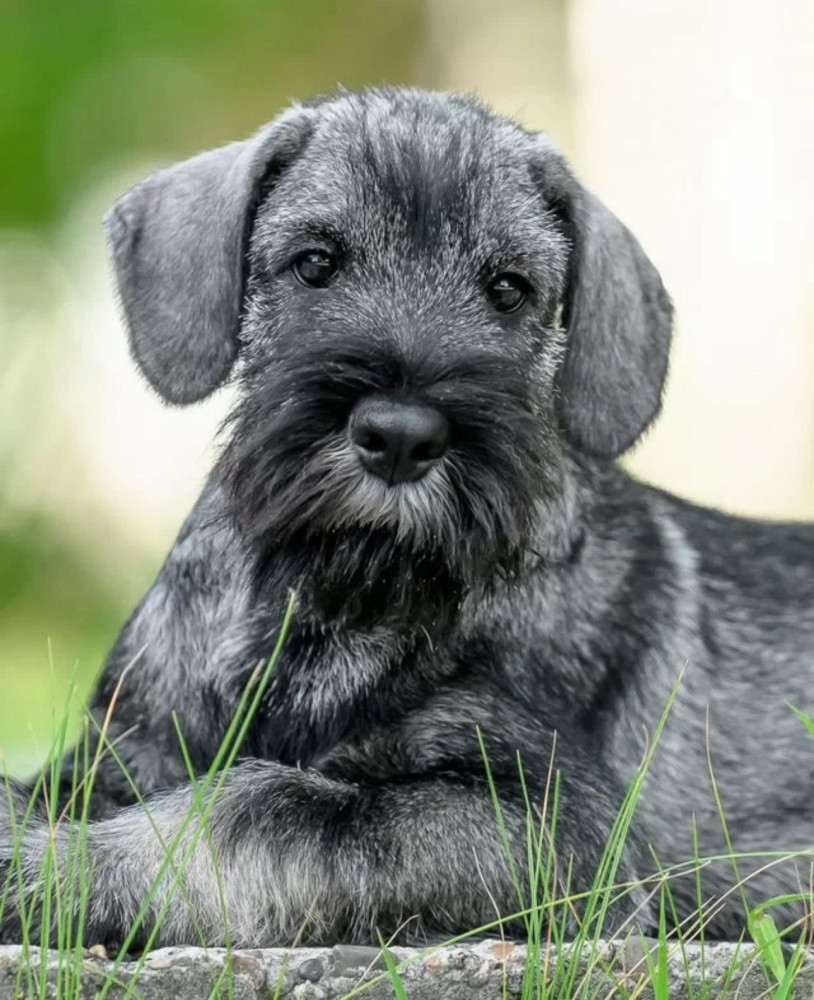 Mini Schnauzer Girl Puppy Looking for a Family Chicago, IL