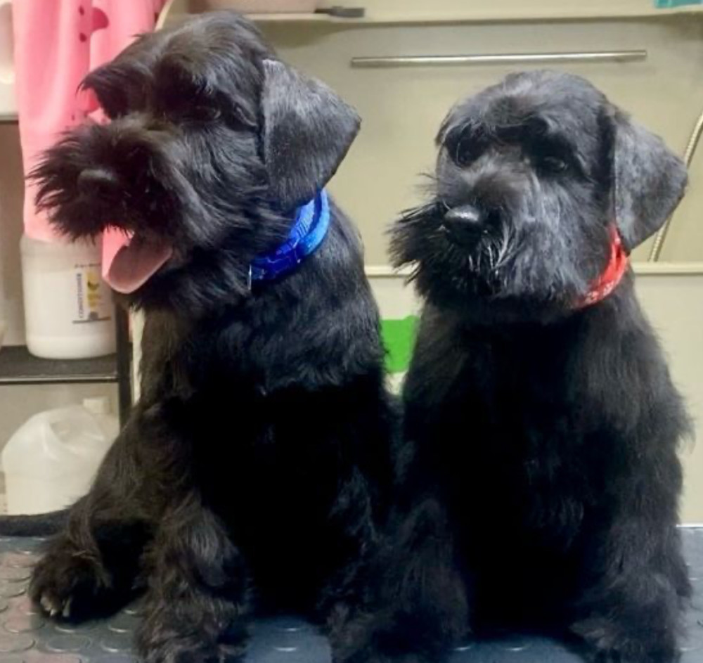 Two Miniature Schnauzer Boys 12 Weeks Old Philadelphia, PA