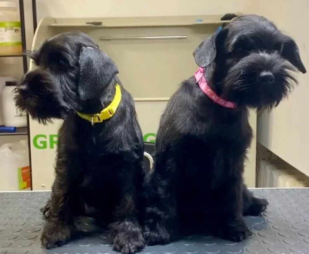 Two Miniature Schnauzer Boys 12 Weeks Old Philadelphia, PA