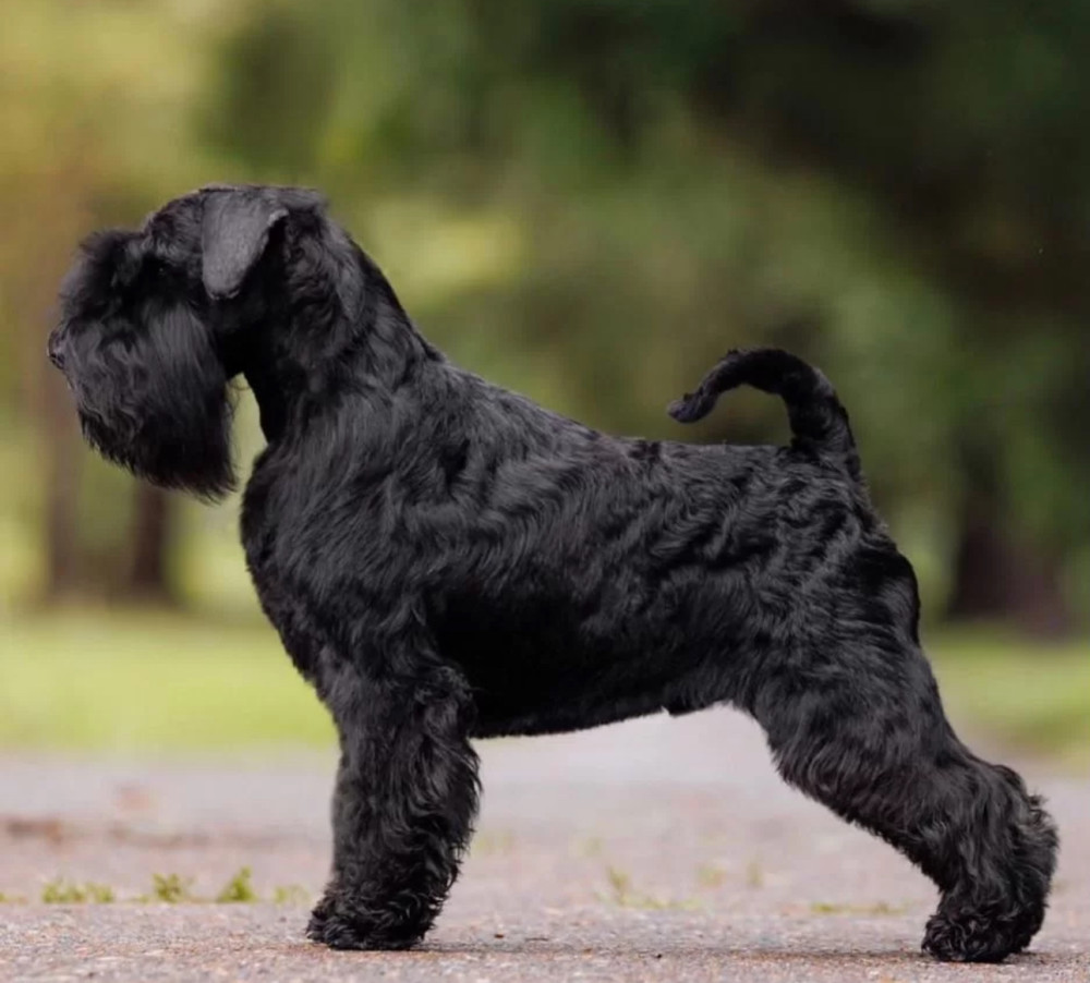 Two Miniature Schnauzer Boys 12 Weeks Old Philadelphia, PA
