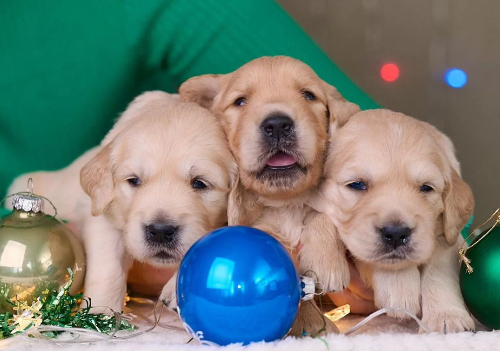 Golden Retriever Puppies for Sale Dallas, TX