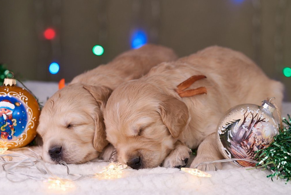 Golden Retriever Puppies for Sale Dallas, TX