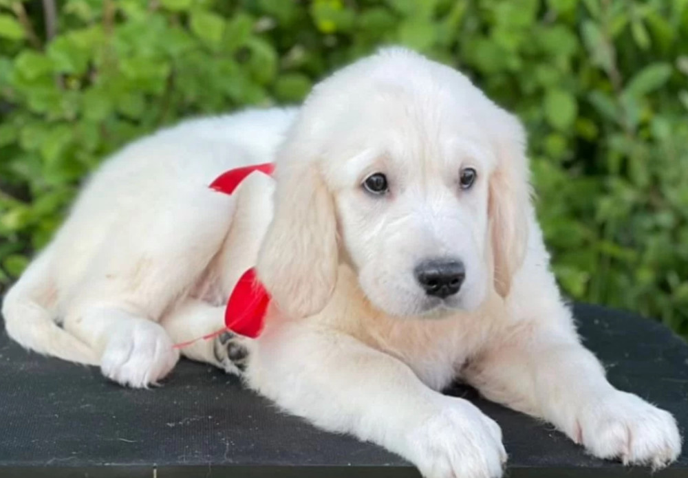12-Week-Old Female Golden Retriever Puppy Jacksonville, FL