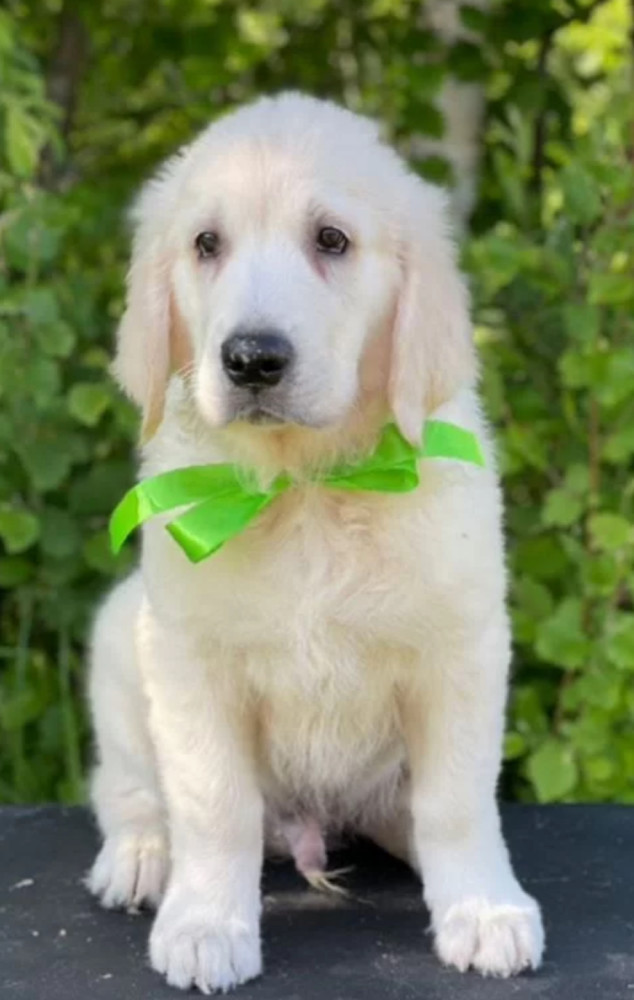 12-Week-Old Female Golden Retriever Puppy Jacksonville, FL