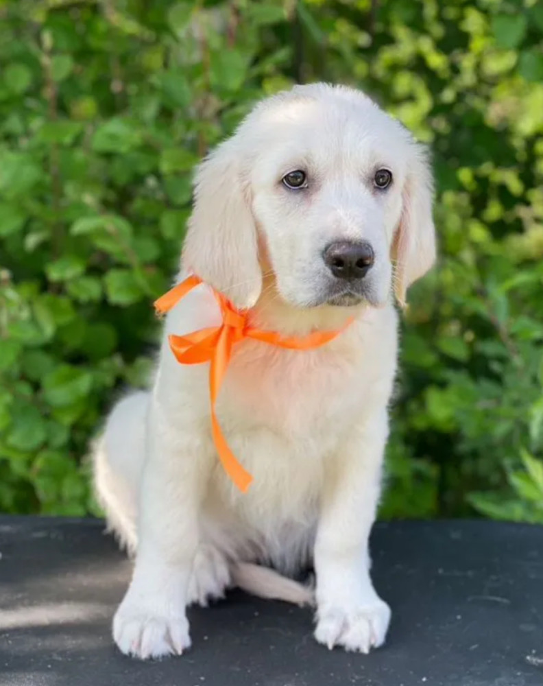 12-Week-Old Female Golden Retriever Puppy Jacksonville, FL