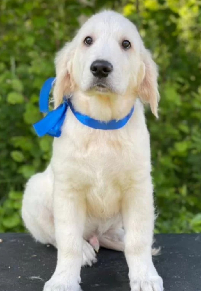 12-Week-Old Female Golden Retriever Puppy Jacksonville, FL