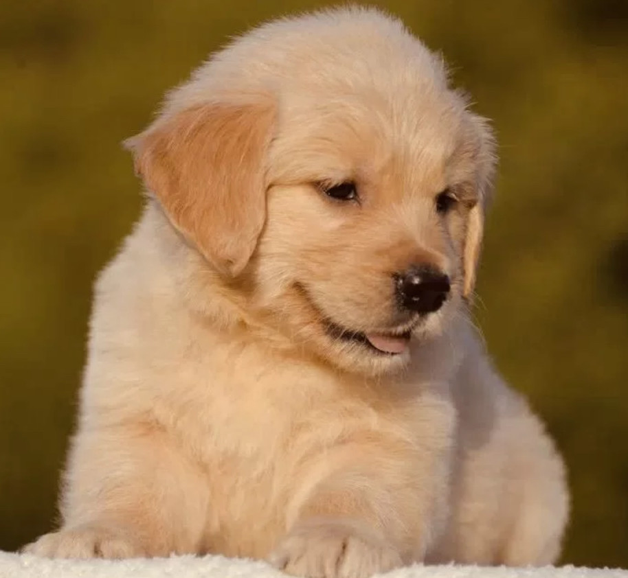 8-Week-Old Male Golden Retriever Puppy for Sale Austin, TX
