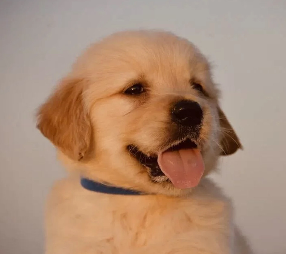 8-Week-Old Male Golden Retriever Puppy for Sale Austin, TX