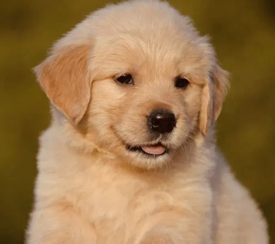 8-Week-Old Male Golden Retriever Puppy for Sale Austin, TX
